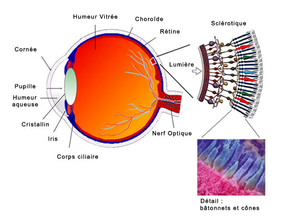 Coupe de l'oeil
