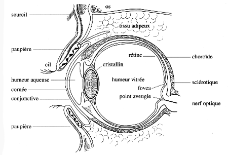 Schma lgend de l'Oeil